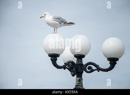 Möwe sitzend auf eine Lampe an der englischen Küste Stockfoto