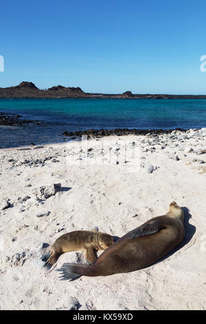 Galapagos Seelöwe (Zalophus wollebaeki) Ernährung Milch zu seinen jungen Hund am Strand, Chinesisch hat Island, Galapagos Inseln Ecuador Südamerika Stockfoto