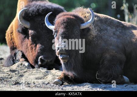 Ein junger amerikanischer Bison oder Büffel (Bison bison) unter einer kleinen Herde in Brookfield Zoo in Chicago. Brookfield, Illinois, USA. Stockfoto
