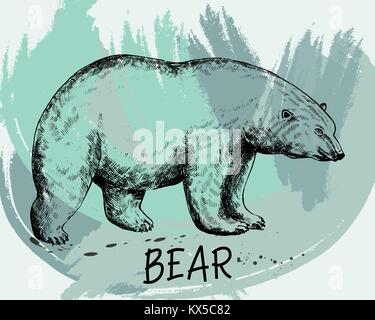 Hand gezeichnete Skizze stil Eisbär. Vector Illustration auf weißem Hintergrund. Stock Vektor