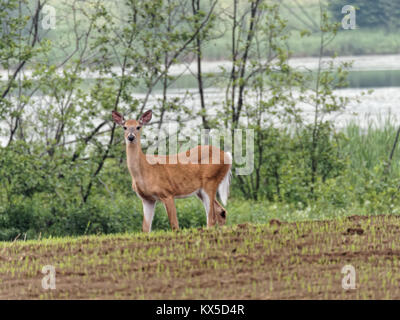 Weiß schwanz Reh stehend in einem Feld Stockfoto