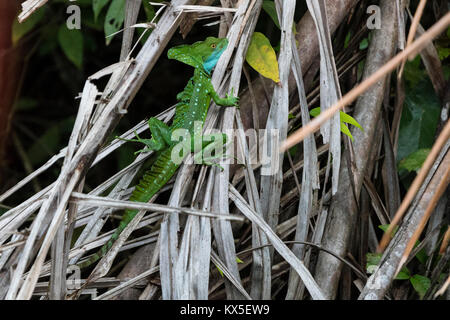 Lumed Basilisk (Basiliscus plumifrons), genannt auch eine grüne Basilisk, Doppel crested Basilisk, oder Jesus Lizard, Boca Tapada, Provinz Alajuela, Stockfoto