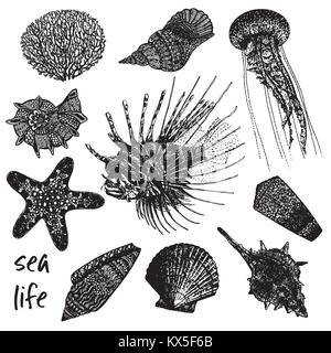 Handskizze Satz von Meerestieren, Korallen, Muscheln, Quallen, Rotfeuerfische und Seesterne gezeichnet. Vector Illustration auf weißem Hintergrund. Stock Vektor