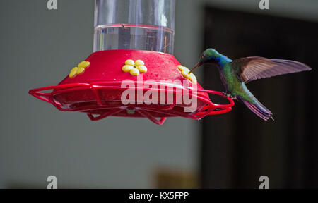 Ein Black-throated mango Kolibri, lateinischer Name Anthracothorax nigricollis, Supping Nektar aus einer Bird Feeder in den Regenwald von Tobago positioniert. Stockfoto