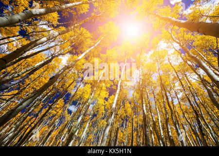 Sonnenlicht strahlt durch den goldenen Herbst Blätter eines Aspen Tree Forest in der Colorado Rocky Mountains Landschaft Stockfoto