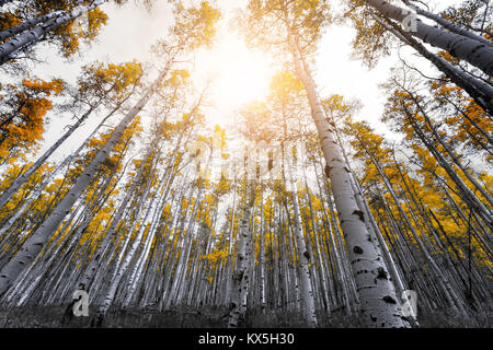 Sonnenlicht strahlt durch die Baumkronen des Golden gelb Aspen Baum Blätter in einem dichten Wald in der Colorado Rocky Mountains Stockfoto