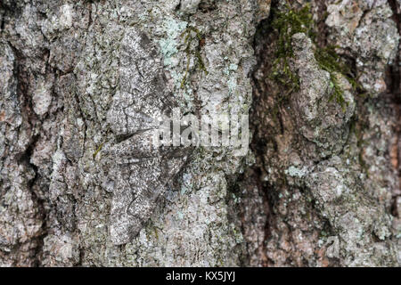 Pfeffer und Salz Geometer Motte auf Eichenrinde getarnt. Cove Berg (TNC) Bewahren, Perry County, Pennsylvania, Frühling. Stockfoto