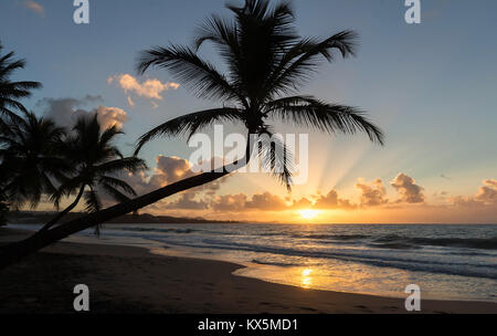 Sonnenuntergang, Paradise Strand und Palmen, Martinique Insel. Stockfoto