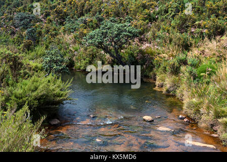 Straße, die zu den Horton Plains, Sri Lanka Stockfoto