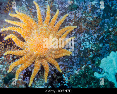 Einer der größten Seestern British Columbias fotografiert beim Tauchen rund um die südlichen Gulf Islands. Stockfoto