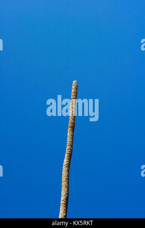 Trockene Palme. Haapai Inseln. Tonga. Polynesien Stockfoto
