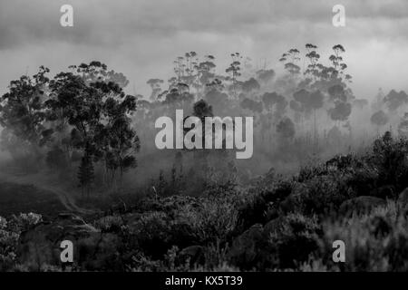 Am frühen Morgen Nebel rollt in die cederberg Mountains in der Nähe von Citrusdal, Western Cape, Südafrika Stockfoto