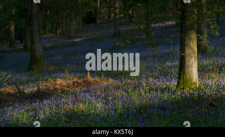 Eichen und Glockenblumen in Kent, horizontal Stockfoto