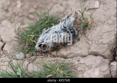 Tote Ratte und getrocknetem Schlamm. Stockfoto