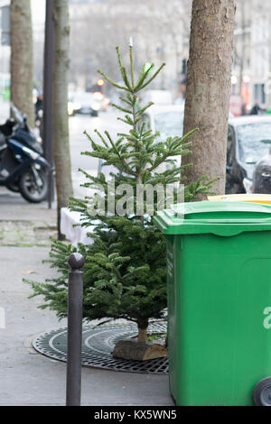 Weihnachtsbäume, die noch versuchen, gut zu schauen. Stockfoto