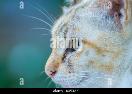 Closeup schöne gestreifte Katze mit verschwommenen Hintergrund Stockfoto