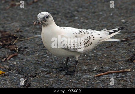 Juvenile Elfenbein Gull Pagophila eburnea Stockfoto