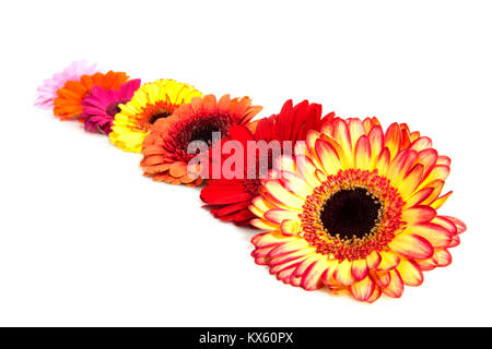 Andere Art von Gerbera Blumen in einer Reihe Stockfoto