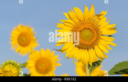 Bis der Sonnenblume im Garten geschlossen, die berühmten Sehenswürdigkeiten Blume auf Winter in der Provinz Lop Buri Stockfoto