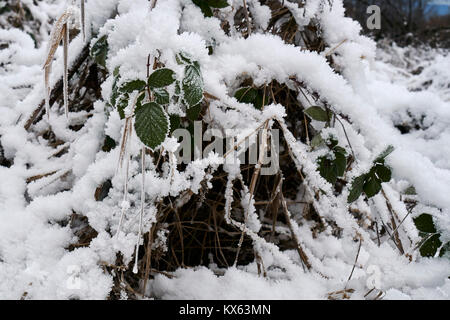 Frost Formationen auf Blätter und Zweige Stockfoto