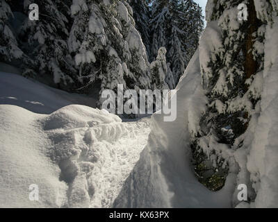 Der Blick nach vorne: schneeschuh Trail im Wald, mit immergrünen Zweigen schwer mit Schnee Stockfoto