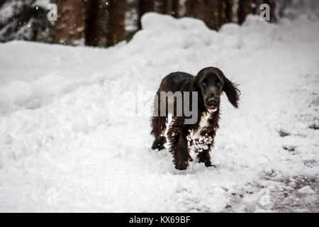 Junge schwarze Springer cocker im Schnee, Cortina d'Ampezzo, Italien Stockfoto