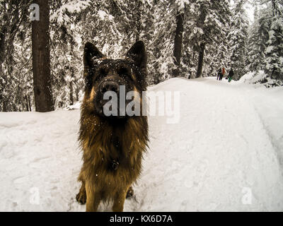 Porträt eines deutschen Schäferhundes im Schnee, Cortina d'Ampezzo, Italien Stockfoto