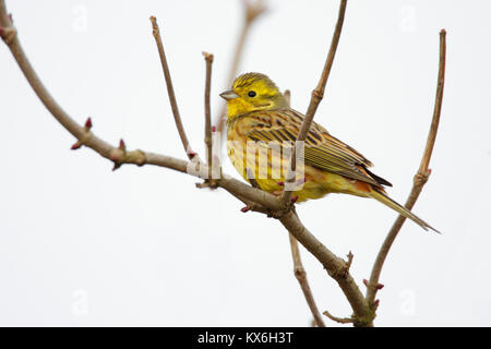 Einheitliche Europäische Serin Vogel auf Zweig Baum während einer Feder Brutzeit Stockfoto