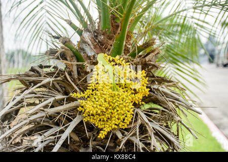 Nahaufnahme der Knospe von Palm Stockfoto