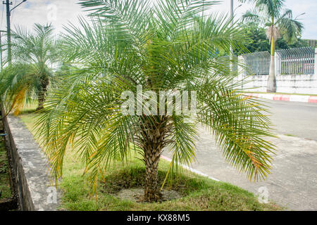 Nahaufnahme der kleinen Palme Stockfoto