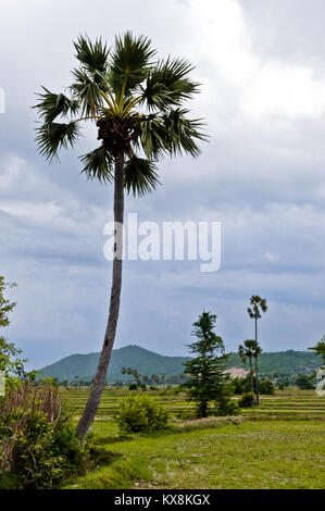 AMPONG SPEU in der Provinz, Kambodscha - Angkor Sentinel offiziell 2011 mit einer Zeremonie an der Schule für multinationale Friedenstruppen, Kampong Speu in der Provinz, Kambodscha, 18. Mai geöffnet. Angkor Sentinel 11 ist ein bilaterales Training entwickelt, die eine Umgebung für Kambodschanische und US-Partnerschaft bei der Unterstützung von Peace Support Operations zur Verfügung zu stellen, das von uns gesponsert. Armee Pazifik und Königlichen Kambodschanischen Streitkräfte. Stockfoto