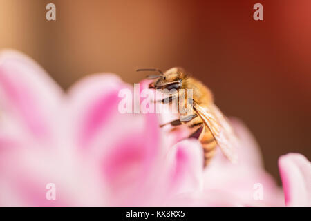 Honig Bienen Nektar sammeln von einer Blume Stockfoto