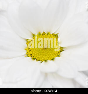 Weiße Blume Chrysantheme, Kamille. weißen Blütenblättern Stockfoto