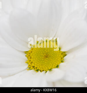 Weiße Blume Chrysantheme, Kamille. weißen Blütenblättern Stockfoto
