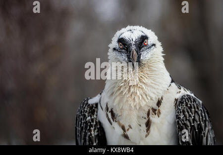 Porträt einer Bartgeier (lat. Gypaetus Barbatus) Stockfoto