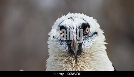 Porträt einer Bartgeier (lat. Gypaetus Barbatus) Stockfoto