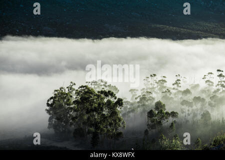 Am frühen Morgen Nebel rollt in die cederberg Mountains in der Nähe von Citrusdal, Western Cape, Südafrika Stockfoto