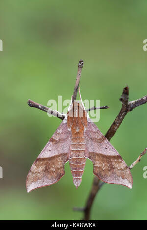 Azalea Sphinx moth am Zweig. Sholl Hoverter & Naturraum, Tuscarora SF, Pennsylvania, Mai. Stockfoto