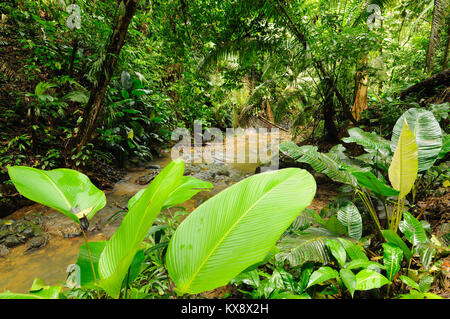 Wild Darien Dschungel in der Nähe von Kolumbien und Panama. Mittelamerika. Stockfoto