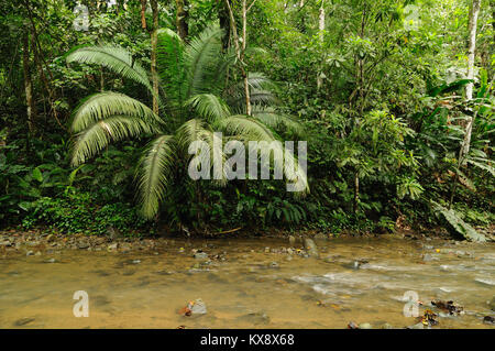 Fluss in der wilden Darien Dschungel in der Nähe von Kolumbien und Panama. Mittelamerika. Stockfoto