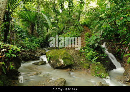 Schlamm Fußweg durch wilde Darien Dschungel in der Nähe von Kolumbien und Panama. Mittelamerika. Stockfoto