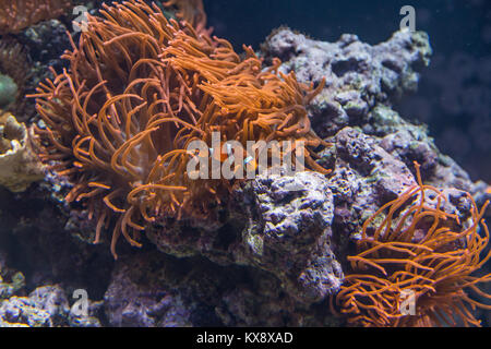 Orange Bubble-tip Anemone und kleinen Clownfisch, Amphiprion ocellaris, innen Aquarium Stockfoto