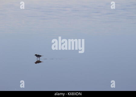 Rot-Kneed Dotterel vogel Wandern auf flachen See, der See Tyrrell, Victoria, Australien. Stockfoto