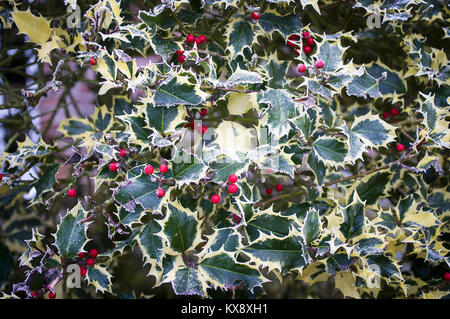 Frosted bunte Stechpalme mit roten Beeren im Winter Stockfoto