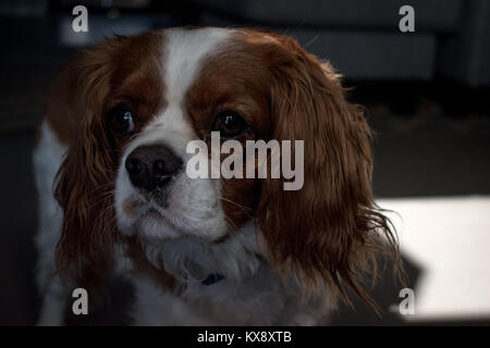 Schöner Hund Foto Stockfoto