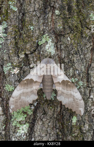 Große Pappel Sphinx aka bescheidenen Sphinx moth auf Flechten bedeckten Baumstamm an Congaree Täuschungen Erbe zu erhalten, South Carolina, Feder aufliegt. Stockfoto