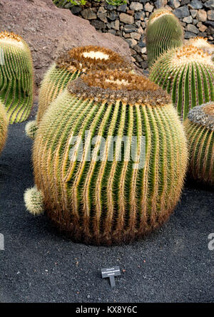 Mexiko (Golden Barrel Cactus), Jardin de Cactus, Guatiza, Lanzarote, Kanarische Inseln, Spanien. Stockfoto