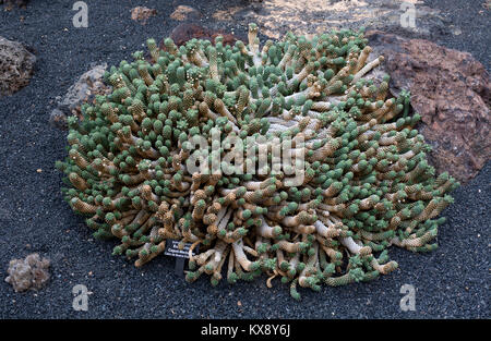Euphorbia caput-medusae, Jardin de Cactus, Guatiza, Lanzarote, Kanarische Inseln, Spanien. Stockfoto