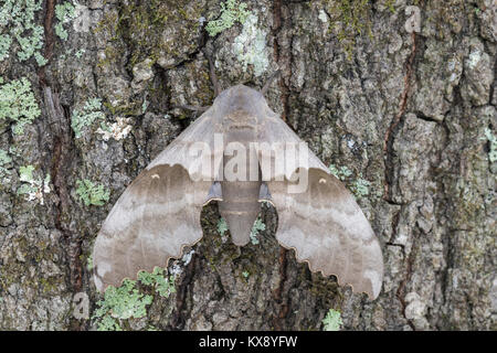 Große Pappel Sphinx aka bescheidenen Sphinx moth auf Flechten bedeckten Baumstamm an Congaree Täuschungen Erbe zu erhalten, South Carolina, Feder aufliegt. Stockfoto