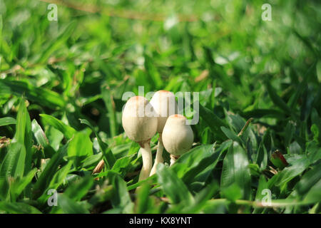 Geschlossen bis drei kleinen wilden Champignons wachsen zusammen am pulsierenden grünen Gras im Sonnenlicht, Thailand Stockfoto